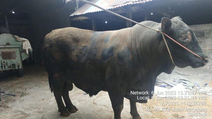 Sapi Angus berbobot 1 ton asal petani milenial Sleman dibeli untuk bantuan hewan kurban Presiden Jokowi.
