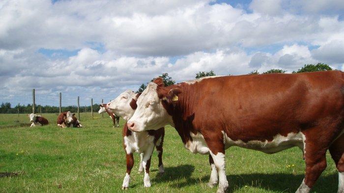 5 Arti Mimpi Tentang Sapi Menurut Primbon, Cerminan Kemakmuran di Kehidupan Nyata