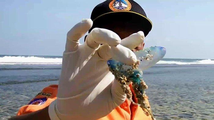 Petugas SAR menunjukkan ubur-ubur yang ditemukan di tepi Pantai Sepanjang, Gunungkidul, Minggu (10/07/2022). Belasan orang dilaporkan tersengat hewan tersebut.