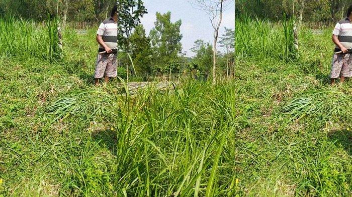 Warga sedang mencari rumput di lahan calon TPS sementara Jogja, Dusun Karanggeneng, Kalurahan Umbulharjo, Kapanewon Cangkringan, Kabupaten Sleman, DIY, Selasa (25/7/2023)