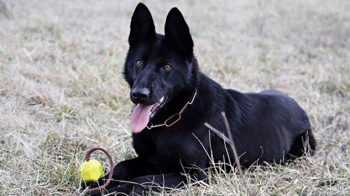 12 Arti Mimpi Diserang Anjing Hitam, Dikejar Anjing Hitam Menurut Primbon, Apakah Pertanda Sial dalam Hidup?