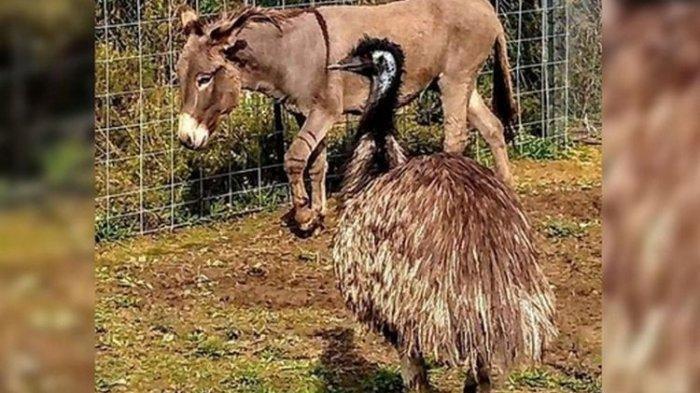 burung emu
