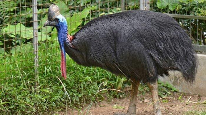 burung kasuari