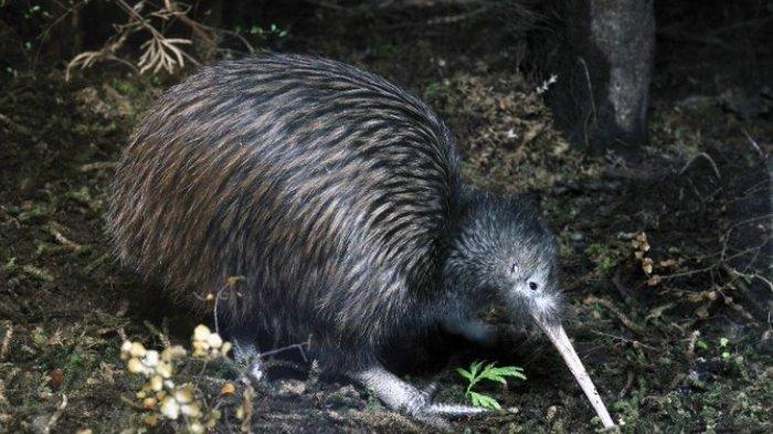 burung kiwi