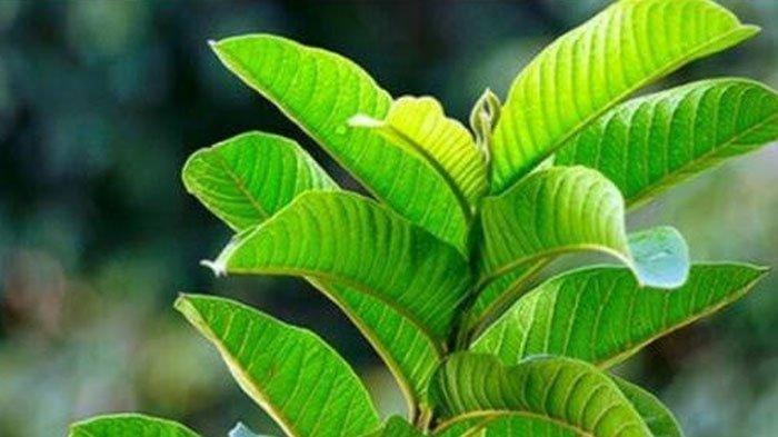 Ilustrasi: Mengontrol Gula Darah Penderita Diabetes Pakai Olahan Daun Jambu Biji, Berikut Cara Meraciknya