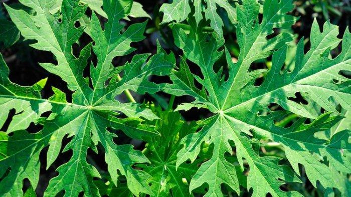 Daun pada tumbuhan