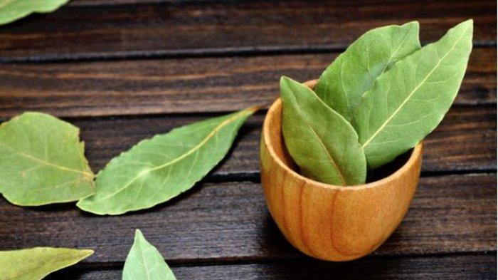 Daun Salam
