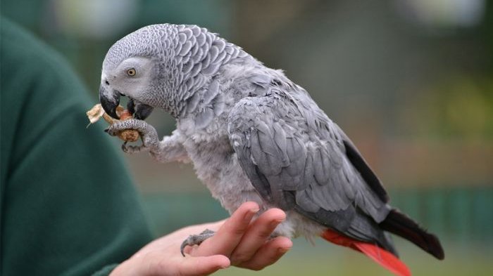 Jadi saksi kasus pembunuhan, mengapa burung beo sangat pandai meniru suara manusia.