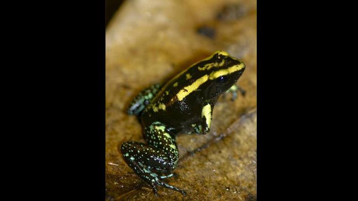 Katak Beracun Kokoe