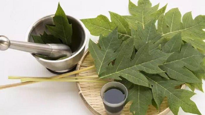 Khasiat Daun Pepaya