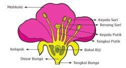 Bunga pada tumbuhan