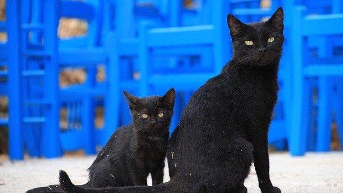 Ilustrasi kucing hitam