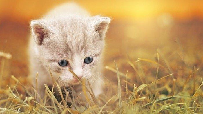 Arti Mimpi Melihat Banyak Anak Kucing di Rumah, Intuisi, Kepolosan dan Kesederhanaan