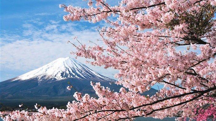 8 Arti Mimpi Melihat Bunga Sakura Menurut Primbon, Bersiaplah Untuk Merangkul Musim Semi dalam Jiwa