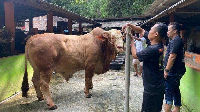 SELEKSI SAPI: Kondisi sapi untuk diajukan seleksi dan dibeli oleh Presiden RI, di Kandang Ndeso Farm, Kalurahan Wonolelo, Kapanewon Pleret, Kabupaten Bantul, Jumat (25/4/2025).