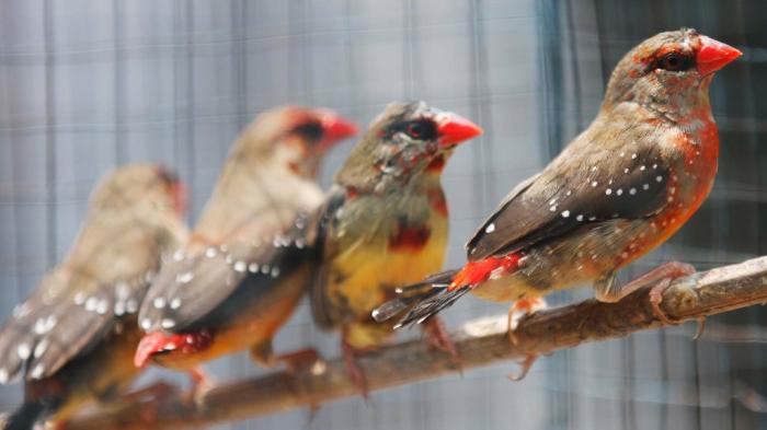 Burung Strawberry Finch