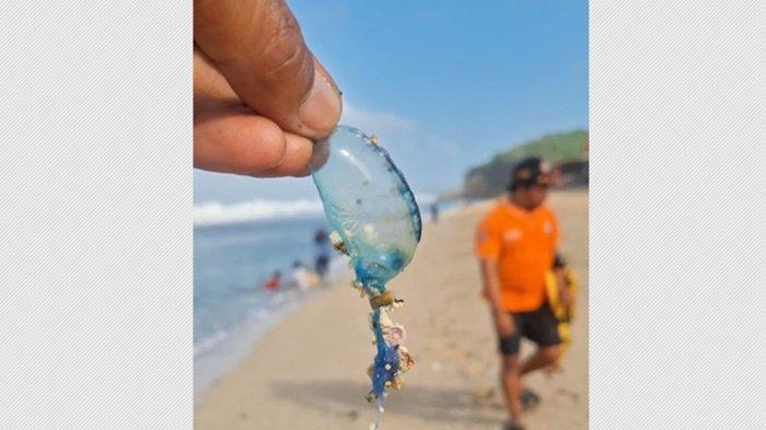 Petugas SAR saat menunjukkan penampakan ubur-ubur yang terhempas di tepi pantai di Gunungkidul, Minggu (29/6/2025)