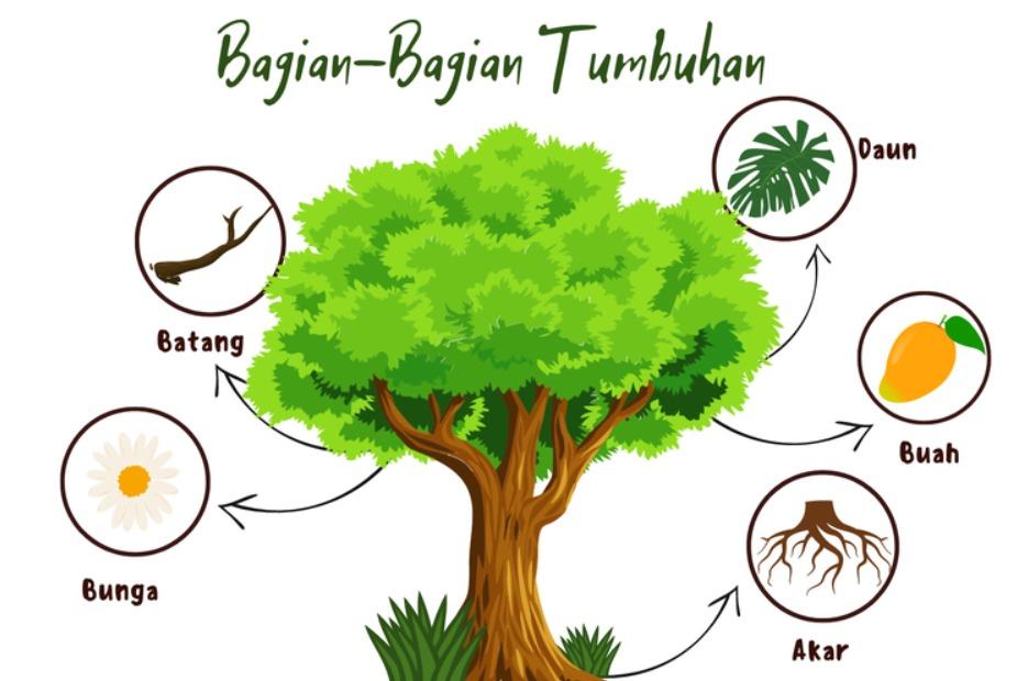 Ilustrasi Bagian Tumbuhan