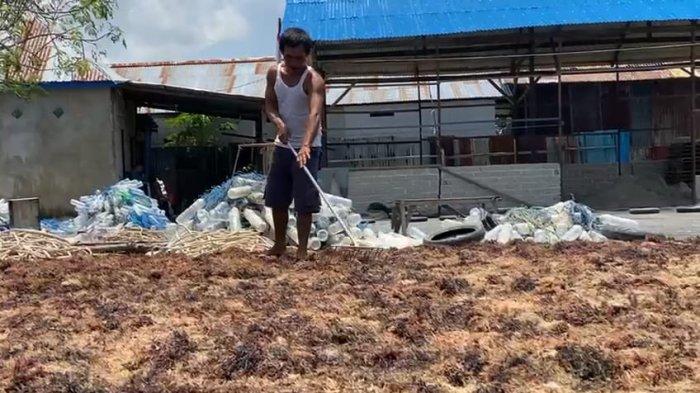 Aktivitass petani rumput laut di Kelurahan Pantai Amal, Tarakan, Kalimantan Utara.