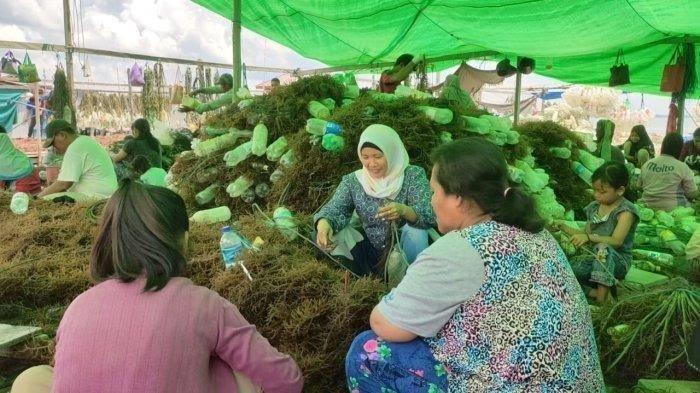 RUMPUT LAUT NUNUKAN - Aktivitas warga ma'bettang (mengikat rumput laut) di sebuah pondok rumput laut wilayah Mamolo, Kelurahan Tanjung Harapan, Maret 2025.