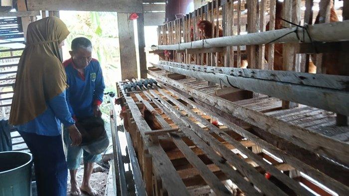 HASILKAN TELUR - Tumanan memberikan makan ayam petelur di kandang miliknya. (TRIBUNKALTARA.COM)