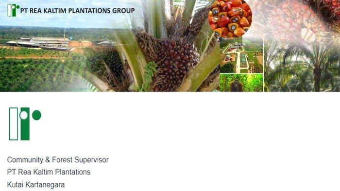 Lowongan kerja PT Rea Kaltim Plantations penempatan di Kutai Kertanegara, cek syaratnya (jobstreet.co.id)