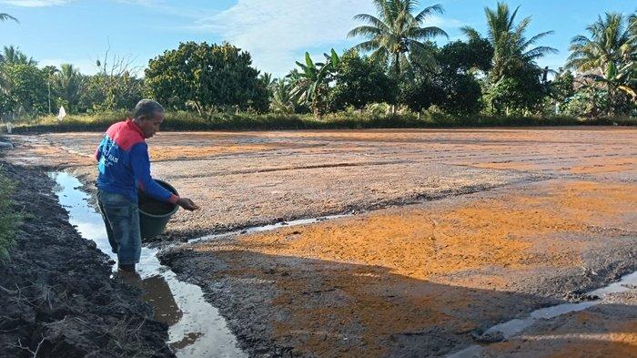 MENYEMAI PADI - Tumanan menebar benih padi pada tempat penyemaian di salah satu petak sawahnya di Lubuk Manis, Salimbatu, Tanjung Palas Tengah, Bulungan, Kalimantan Utara. (Tribunkaltara.com/Edy Nugroho)