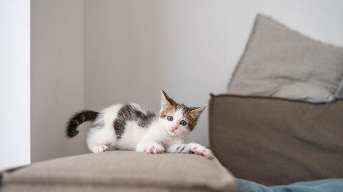 PANTUN KUCING LUCU - Potret kucing dari Freepik.com. Simak kumpulan pantun kucing lucu berikut ini, bagikan kepada teman atau sahabat yang punya hewan peliharaan kesayangan.