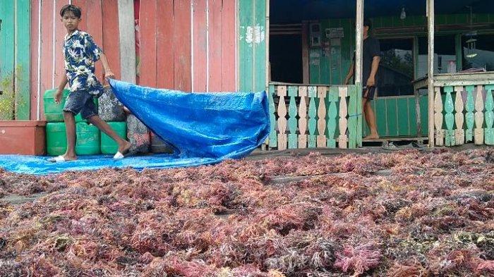 Aktivitas petani rumput laut di Desa Binalawan Kecamatan Sebatik Kabupaten Nunukan.