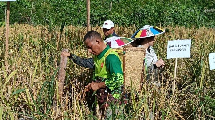 PROFIL SYARWANI – Bupati Bulungan, Syarwani saat menghadiri kegiatan panen bersama di lahan perkebunan di Desa Pejalin pada hari Rabu 9 April 2025. Berikut ini profil Syarwani, Bupati Bulungan Kalimantan Utara yang awal pekan ini ikut panen Padi Gogo bareng Ingkong Ala di Desa Pejalin.