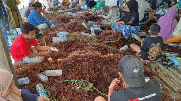Ilustrasi. Petani rumput laut di wilayah Nunukan. Belum lama ini ada demo di Tarakan, akibat turunnya harga rumput laut.