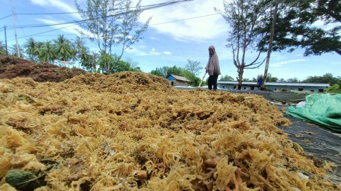 Ilustrasi petani rumput laut di daerah Kalimantn Utara. Kini harga rumput laut anjlok.