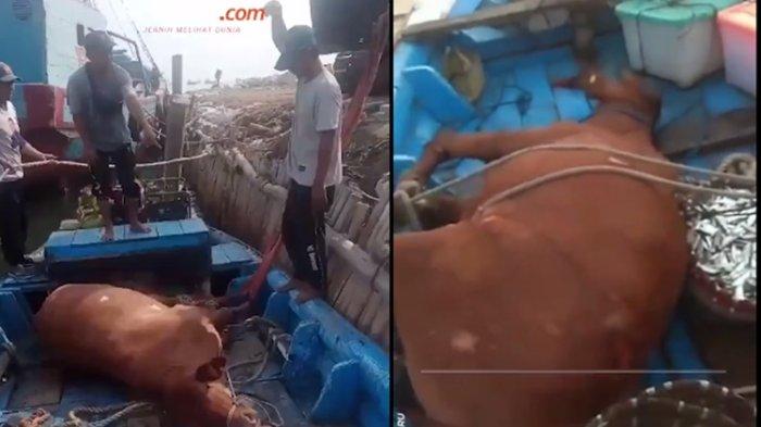 Viral nelayan di Jakarta Utara temukan sapi saat melaut