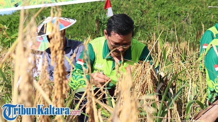 PANEN PADI GOGO - Wagub Kaltara, Ingkong Ala tampak mahir menggunakan alat panen manual (ani-ani) saat Panen Padi Gogo di Desa Pejalin, Bulungan, Kalimantan Utara, Rabu (9/4/2025).
