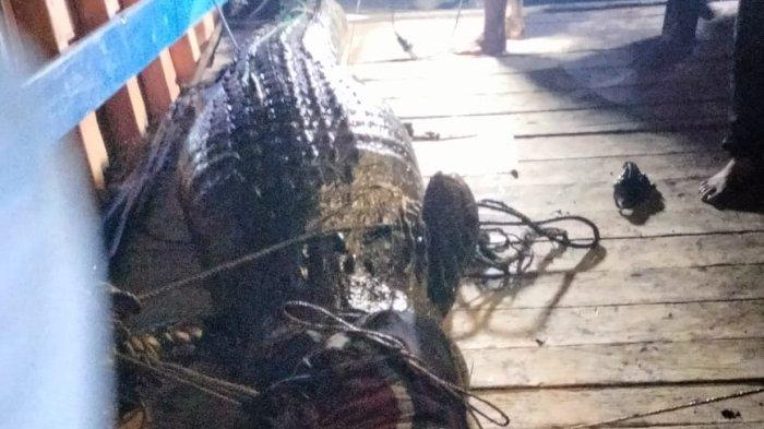 Tragis, seorang warga Sangkulirang, Kutai Timur bernama Subli (51) tewas dimangsa buaya di Sungai Lebur, Desa Mandu Pantai Sejahtera.