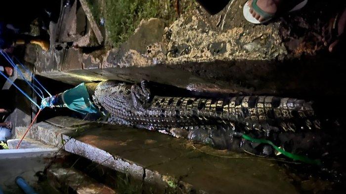 Seekor buaya muara nyasar ke pemukiman warga di Jalan Piere Tendean, Kelurahan Bontang Kuala, Kota Bontang pada Rabu (10/1/2023) malam. Saat ini buaya muara tersebut sudah ditangkap dan akan dievekuasi ke tempat lebih aman. (TRIBUNKALTIM.CO/HO)