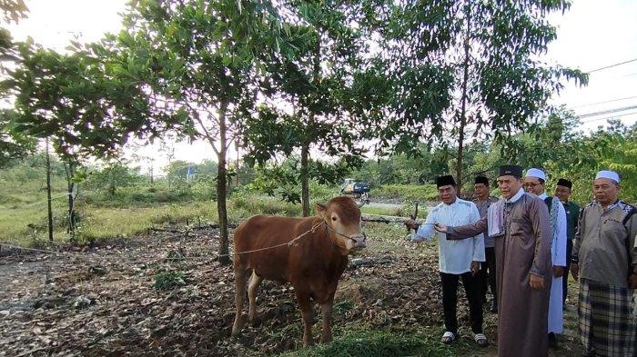Gubernur Kaltara Zainal Paliwang saat menyerahkan sapi untuk kurban Hari Raya Idul Adha kepada pengurus Masjid Al-Aqsha Perum Korpri, Tanjung Selor, Bulungan, Kaltara, Kamis (29/6/2023).
