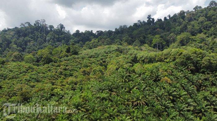 Deretan pohon kelapa sawit yang ada di Bulungan, Kaltara.