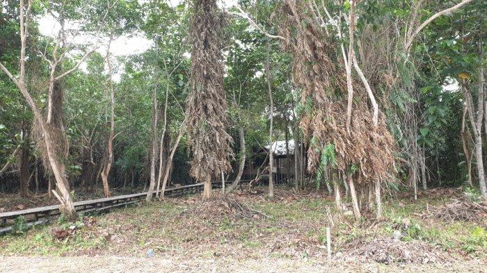 Kebun Raya Bunda Hayati yang terletak di Jalan Sengkawit, Bulungan, Kalimantan Utara