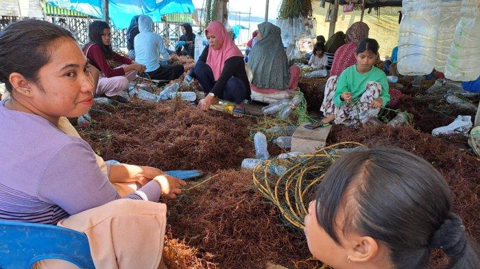 (ILUSTRASI) Pekerja ikat bibit rumput laut di Nunukan
