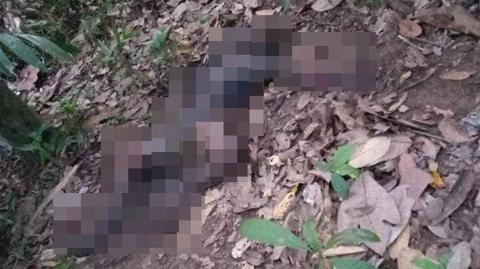 Mayat tanpa identitas yang ditemukan di kebun kelapa sawit, Desa Tengkapak Kecamatan Tanjung Selor, Kabupaten Bulungan, Kalimantan Utara. (Ho/Kiriman warga)