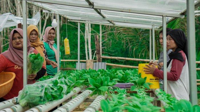 Warga sekitar Ibu Kota Negara (IKN) Nusantara, Kalimantan Timur, menerima program pelatihan bercocok tanam dengan metode hidroponik. Pelatihan sendiri dilakukan oleh Kementerian Tenaga Kerja didukung oleh Otorita Ibu Kota Nusantara.