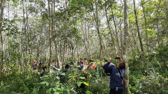 Viral, upaya merescue orangutan jantan di Seranau Kotim, oleh personel BKSDA Pos Sampit dibantu petugas dari Pangkalan Bun, Selasa (9/1/2024).