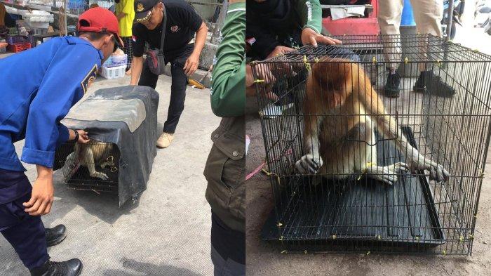 Petugas Disdamkarmat Kotim evakuasi dan serahkan seekor Bekantan pada BKSDA Kalteng untuk dilepasliarkan, Selasa (20/8/2024).