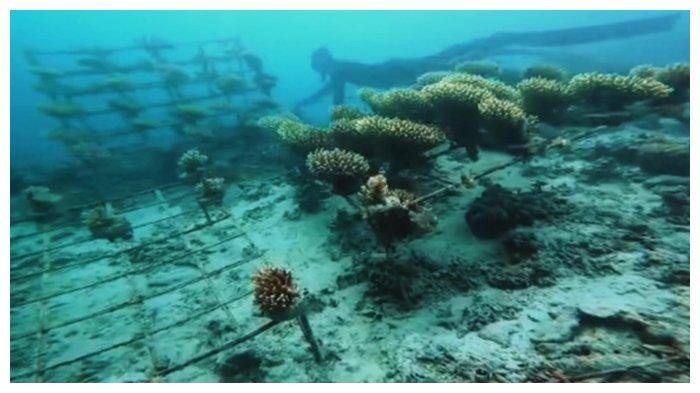 Titik lokasi konservasi dan rehabilitasi terumbu karang serta fish apartment Pantai Damba Enggang Borneo yang nantinya akan diletakkan inovasi media transplantasi terumbu karang PLN.