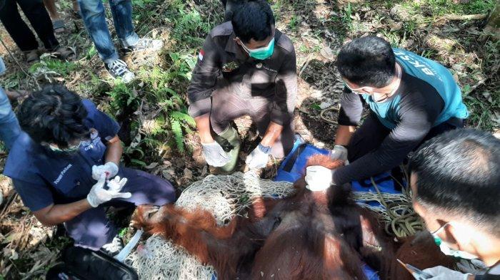 Tim medis dari Yayasan Orang Utan Foundation (OFI) Internasional Pangkalan Bun melakukan pemeriksaan awal di tempat orangutan jantan yang berhasil ditangkap personel BKSDA Pos Sampit, Selasa (9/1/2024).