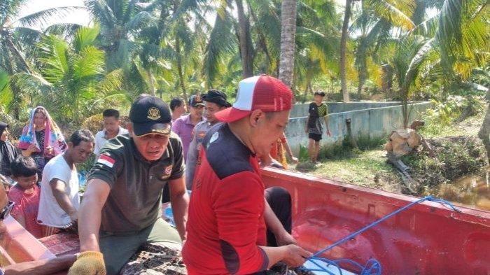 Buaya Terperangkap Jaring Nelayan Mentaya Hilir Selatan, Begini BKSDA Pos Sampit Lakukan Evakuasi. BKSDA Pos Sampit untuk Tribunkalteng.com