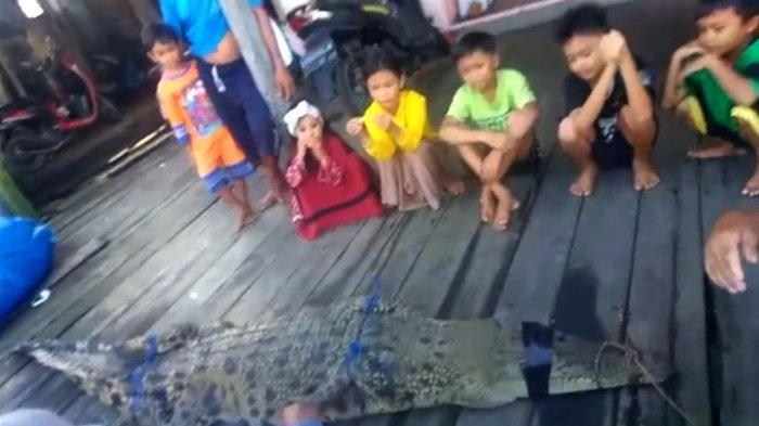 Buaya yang ditangkap di Kecamatan Mentaya Hilir Selatan menjadi tontonan warga setempat sebelum diserahkan ke BKSDA Sampit.