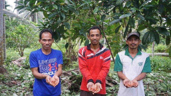 Budi (tengah) dan rekan-rekan Kelompok Tani Karya Lestari memanen biji kopi liberica. Budi daya kopi telah memberikan penghasilan tambahan untuk kebutuhan sehari-hari.
