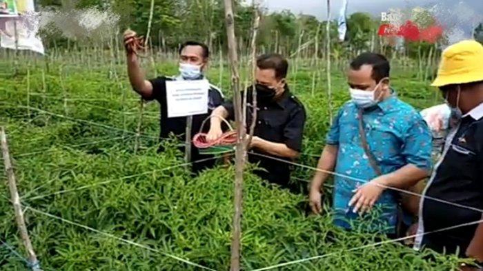 Agus Suyanto salah satu Petani Kotim yang tergabung dalam Kelompok Tani (Poktan) Margomulyo saat melakukan panen perdana Program Demplot bank Indonesia di Sampit, beberapa waktu lalu.